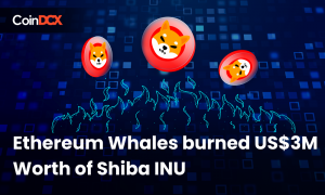 Shiba INU